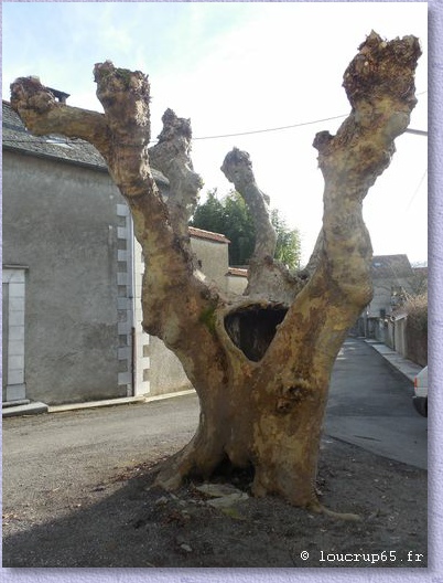 arbre